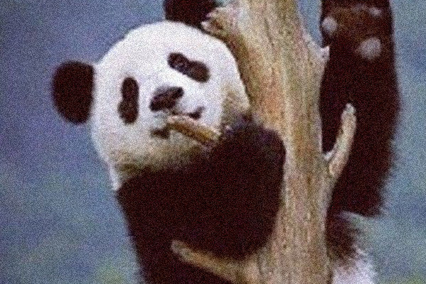 Saving the Giant Panda